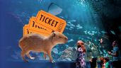 Foto ilustrativa de la nota titulada: ¿Cuánto cuesta visitar el Acuario Michin? Descubre si puedes conocer a las capibaras en tu entrada