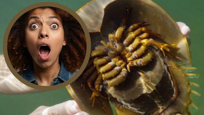 La sangre de este animal ha salvado millones de vidas en el mundo