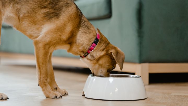 Las croquetas para perro que fueron avaladas por Profeco