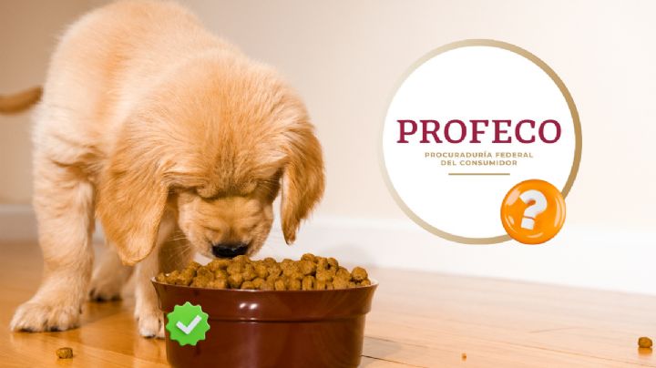 Estas son las mejores croquetas para perros, según estudio de la Profeco