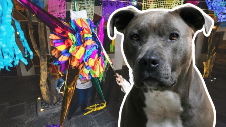 VIDEO VIRAL | Perrito se roba piñata en plena posada y enternece las redes sociales