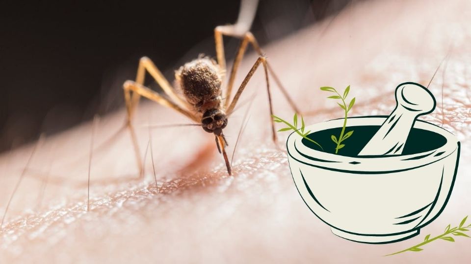 Estos remedios caseros ayudan a reducir el piquete de mosquito