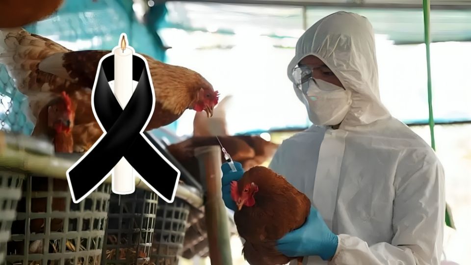 ¿Qué es la Gripe Aviar y cuáles son sus síntomas?