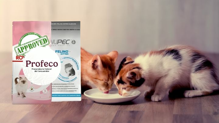 Las mejores marcas de croquetas para gato por su precio y calidad, según Profeco