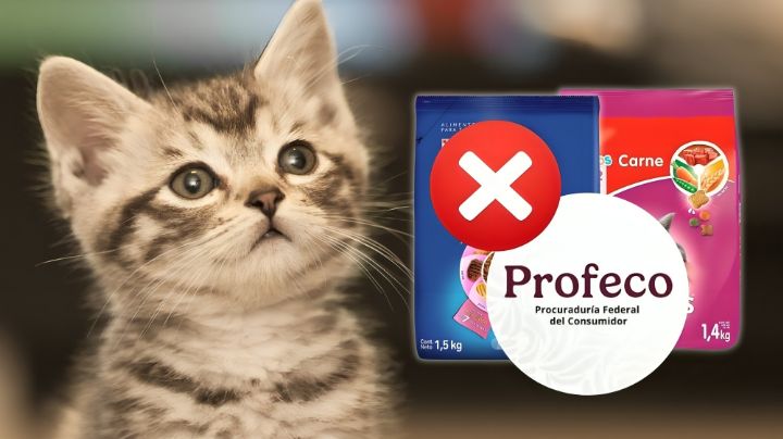Estas son las marcas de comida para gatitos peores calificados por la profeco