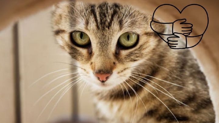 ¿Cómo evitar que tu gato trague bolas de pelo?