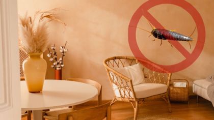 ¿Cómo eliminar los pececillos de plata que se esconden en tu casa?