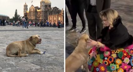 Aracely Arámbula busca adoptar a perrito abandonado en la Basílica de Guadalupe