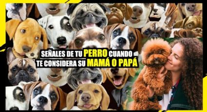 Señales de tu perro cuando te considera su mamá o papá