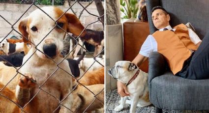 Eugenio Derbez revela que prefiere ayudar a un perro antes que a un bebé o anciano