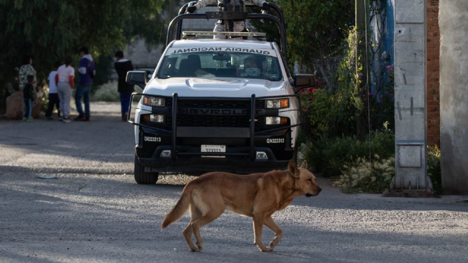 Un niño menor de edad asesinó a varios animales de un hospital veterinario en Brasil.