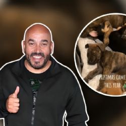 Lupillo Rivera conmociona a internautas tras rescatar 5 perritos callejeros 