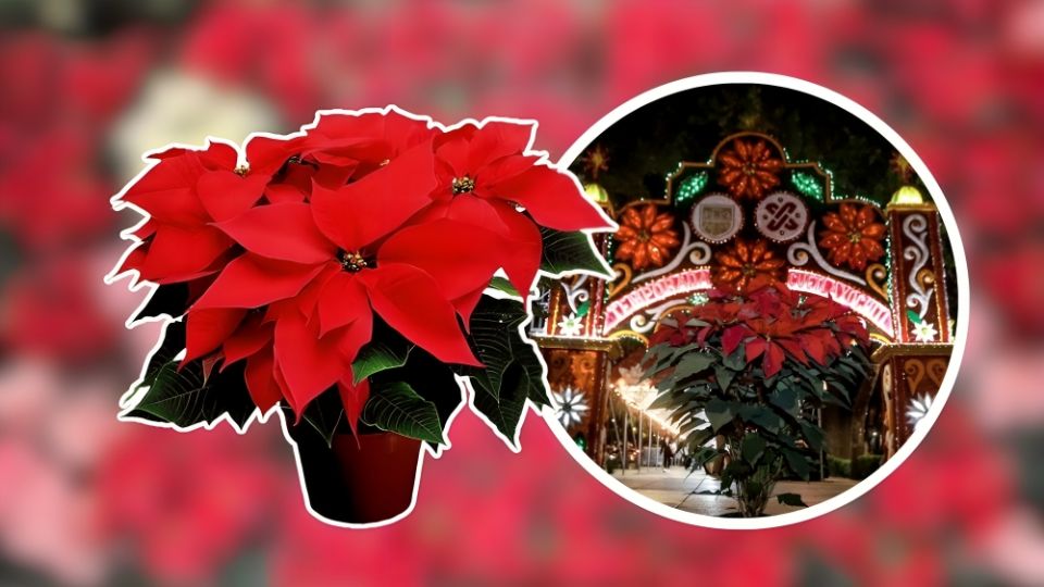 ¿Dónde encontrar flor de Nochebuena a menos de 50 pesos?