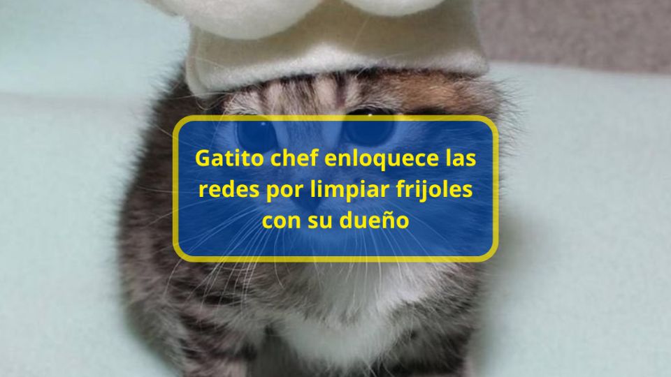 Un gatito chef cautivó las redes sociales al aparecer junto a su dueño ayudándolo a limpiar los frijolitos.