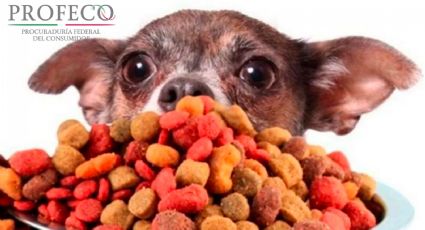 Las mejores marcas económicas de croquetas para perros recomendadas por Profeco