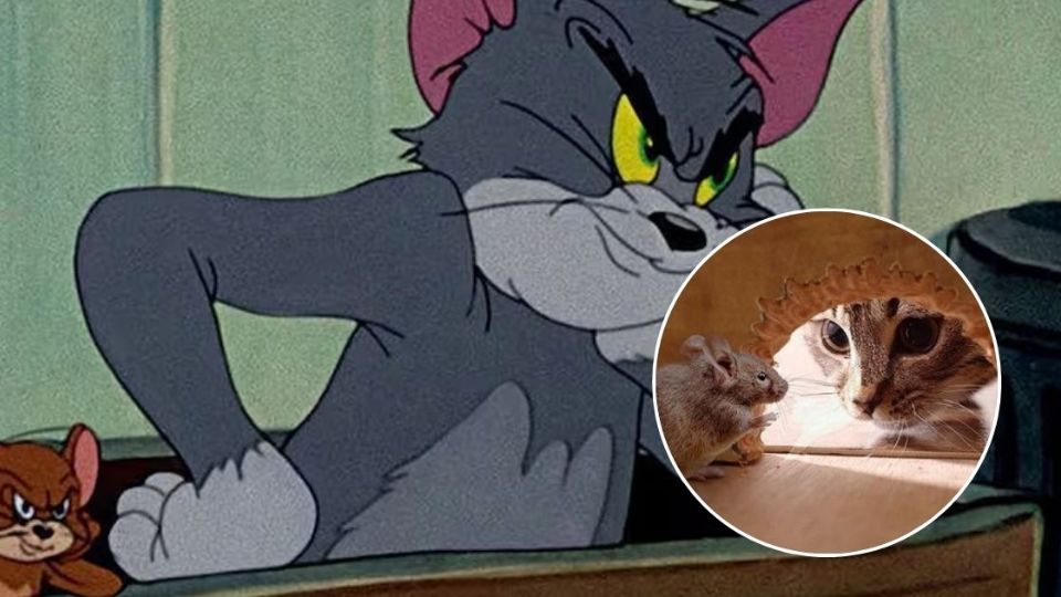 Tom es uno de los personajes más icónicos de la historia de la animación. Junto con su eterno rival, el ratón Jerry.