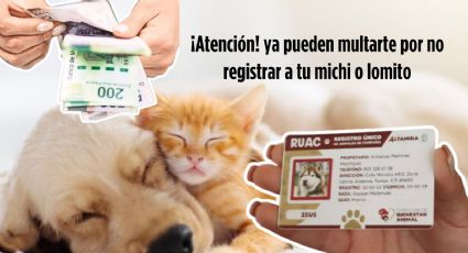 CURP para mascotas: esta es la multa por no registrar a tu perro o gato ante el RUAC