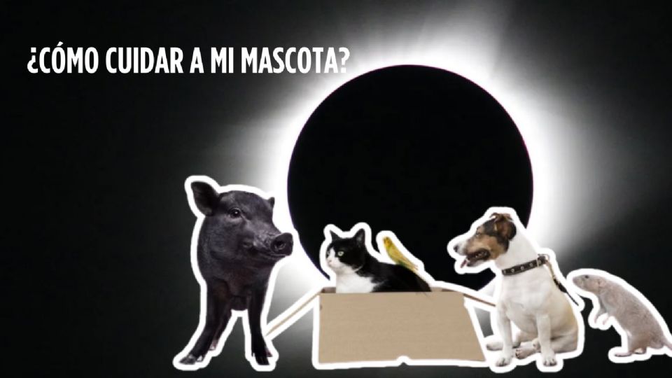 Recuerda que los animales y mascotas son receptivos a su entorno.