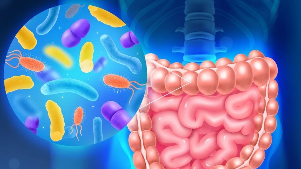 ¿Qué son y cuáles son los beneficios de los probióticos?