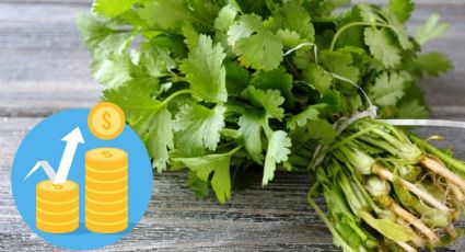 ¿Por qué subió de precio el cilantro y qué tienen que ver las olas de calor? Este es su costo por kilo en mercados