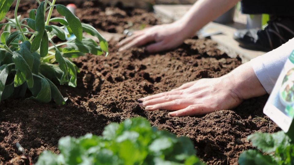 Qué sembrar y plantar en junio