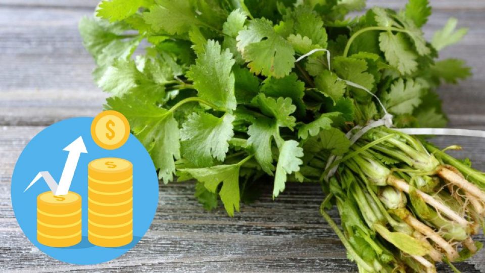 Diversos factores se han combinado para crear una 'tormenta perfecta' que ha elevado el precio del cilantro.