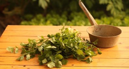 Adiós cilantro: Conoce los alimentos para reemplazarlo tras su aumento de precio del 400%