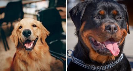 Toma asiento antes de conocer a ‘Bear’ el cachorro mezcla entre un golden retriever y un rottweiler