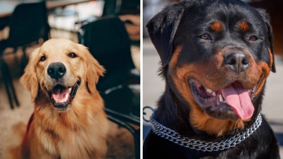 Perro, golden y rottwailer. Fuente: Foto: Pexels.