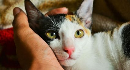 Conoce cuánto tiempo tarda un gato en olvidar a su dueño