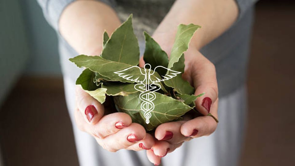 laurel medicinal. Fuente: Foto: iStock / Producción La Mejor