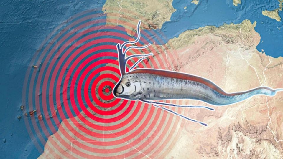 El pez remo es un fascinante habitante de las profundidades oceánicas con una apariencia distintiva y un papel notable en la mitología y folklore de diversas culturas.