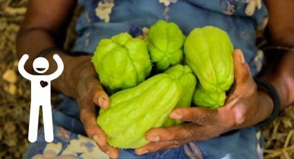 Qué enfermedades ayuda a prevenir el chayote