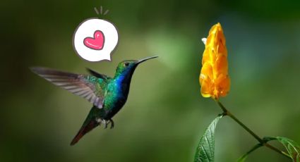 Cuál es el mejor color para atraer a los colibríes a tu hogar