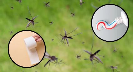 Cuál es el remedio casero con papel higiénico para ahuyentar los mosquitos de tu cuarto