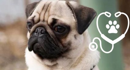 Cuáles son los problemas de salud de los perros de raza Pug