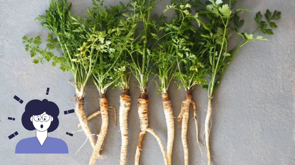 Descubre los poderosos beneficios de la raíz de cilantro. Fuente: Foto: depositphotos / Producción La Mejor
