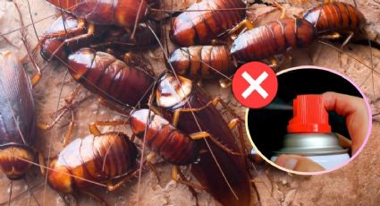 Cucarachas: esta es la razón por la que los insecticidas perdieron efectividad para matar esta plaga, según la ciencia