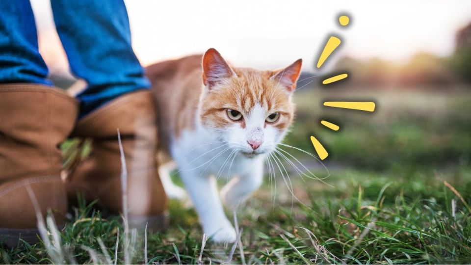 Mascotas: conoce el significado de que tu gato se frote en ti