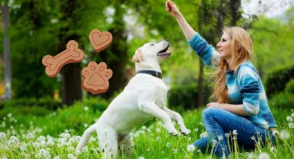 Cómo hacen los adiestradores caninos para enseñarle a los perros a no ladrar sin sentido