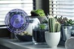 Foto ilustrativa de la nota titulada: Astrología: estas son las plantas que debes tener en tu hogar, de acuerdo a tu signo zodiacal
