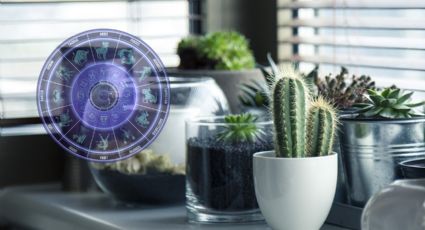 Astrología: estas son las plantas que debes tener en tu hogar, de acuerdo a tu signo zodiacal