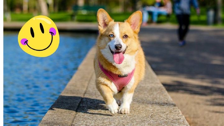3 señales que indican que tu perro está feliz