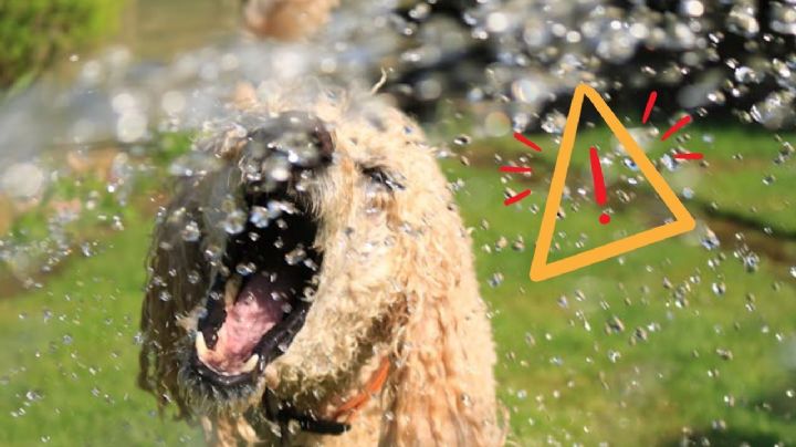 ¿Cuál es el significado de los ladridos de tu perro?