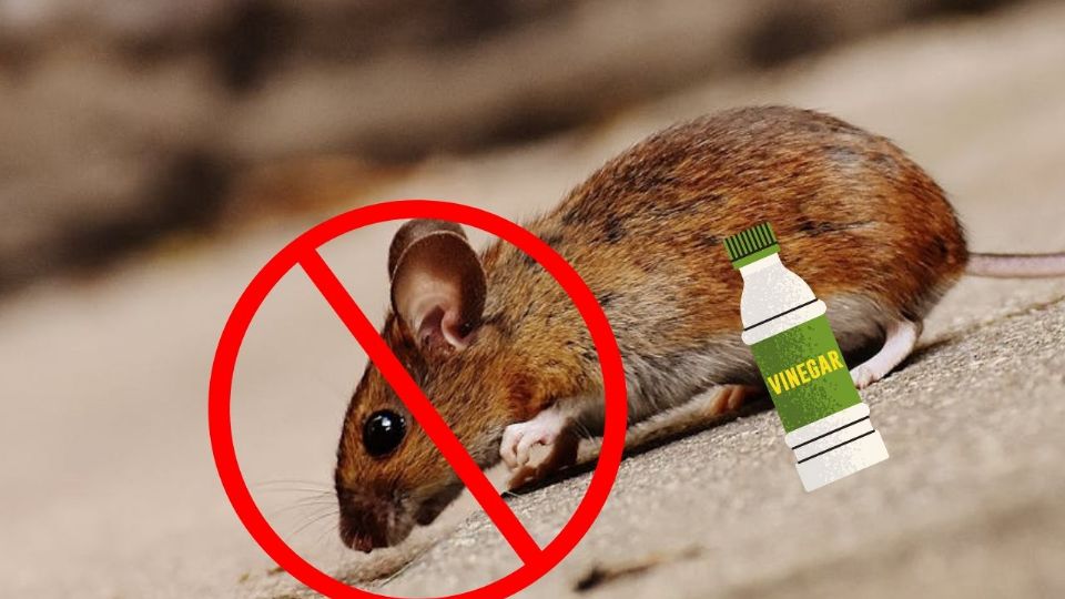 Estas plagas no solo causan daños materiales, sino que también representan riesgos sanitarios al transmitir enfermedades