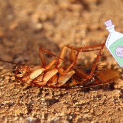 ¿Cómo eliminar cucarachas con ácido?