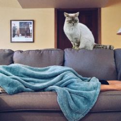 ¿Por qué tu gato está despierto todas las madrugadas?