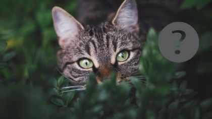 ¿Qué significa que se te acerque un gato callejero?