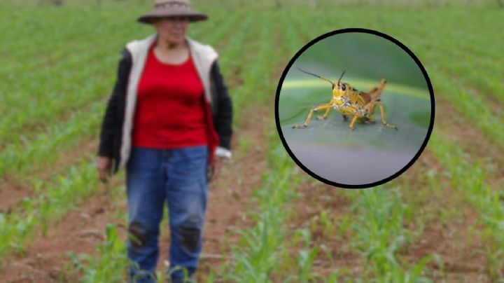 Plaga de chapulin: esto debes hacer para evitar la plaga en México
